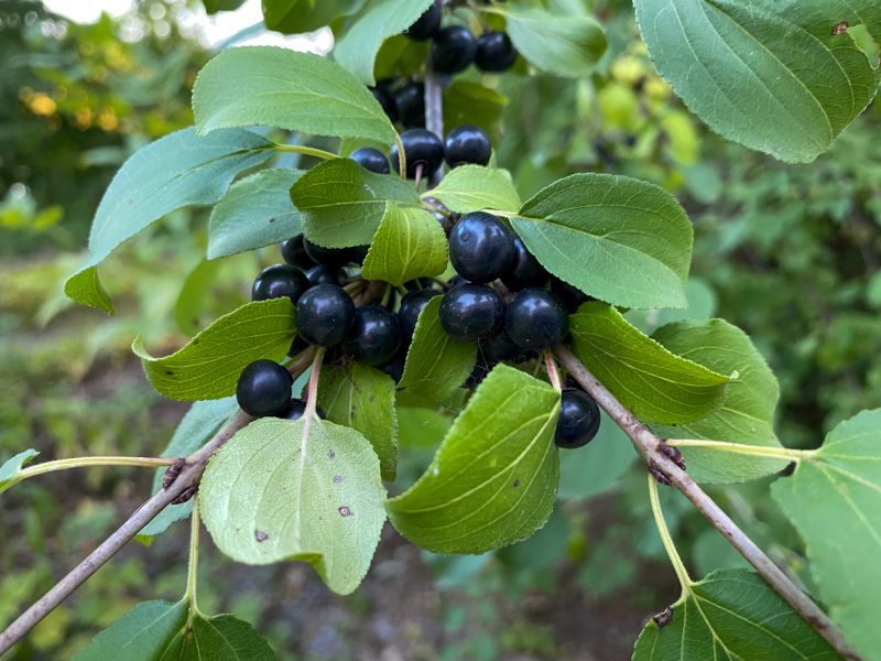 Honeysuckle Eradication