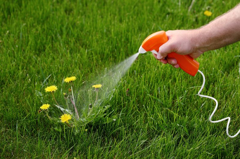 Honeysuckle Eradication