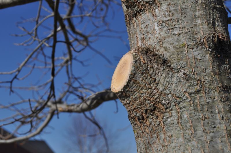 Birch Tree Pruning in Reno, NV