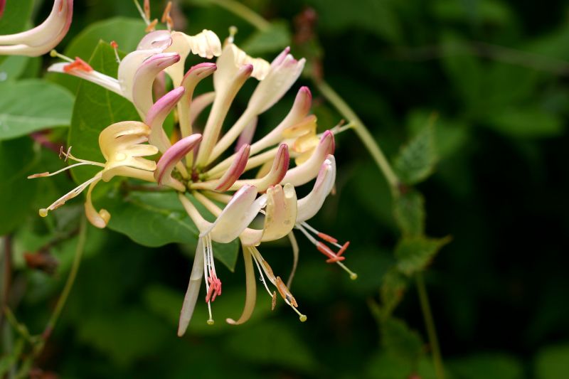 Honeysuckle Eradication
