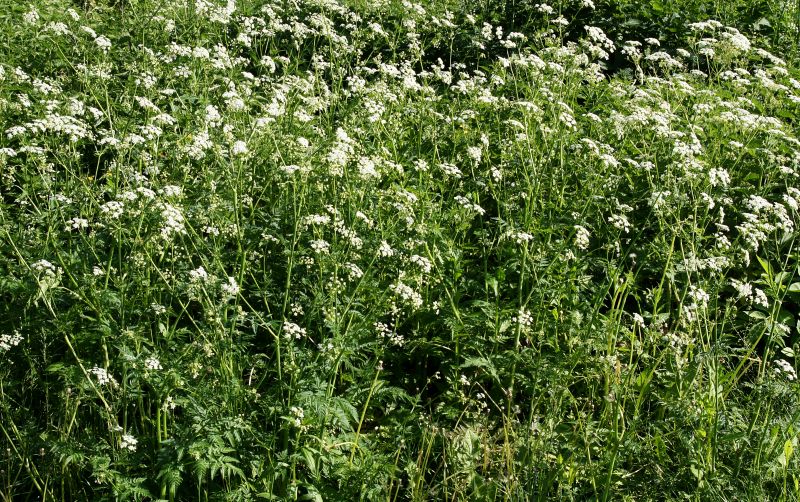 Honeysuckle Eradication