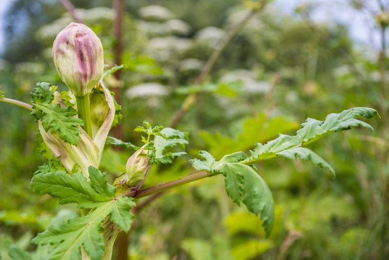 Honeysuckle Eradication