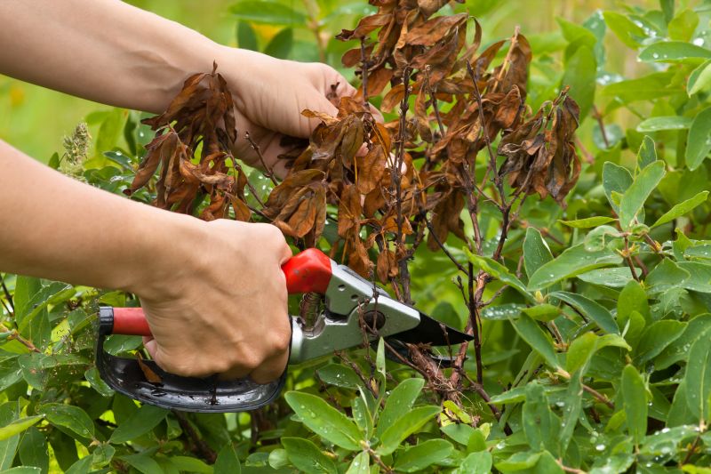 Honeysuckle Eradication