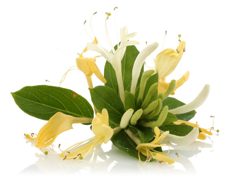 Products For Honeysuckle Eradications in use