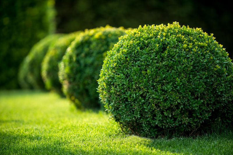 Healthy Shrubs in a Garden