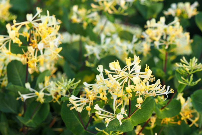Expert assessment of honeysuckle growth